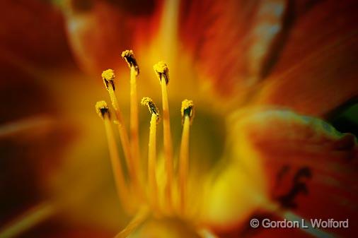 Day Lily_50013.jpg - Photographed near Parry Sound, Ontario, Canada.